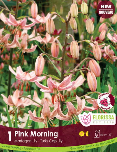 Lily Martagon - Pink Morning, 1 Pack