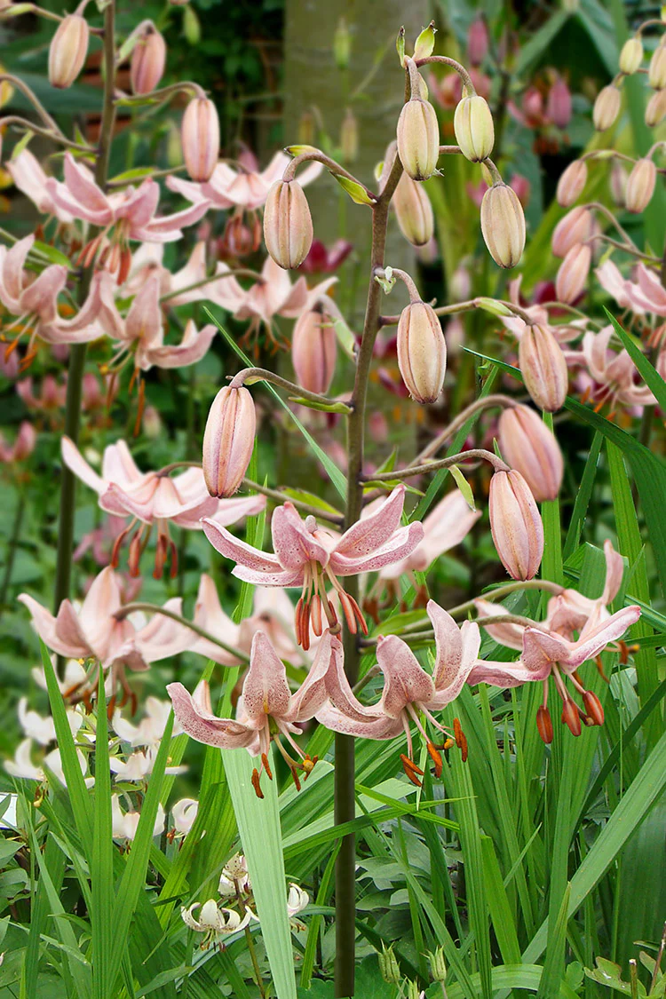 Lily Martagon - Pink Morning, 1 Pack - Image 2