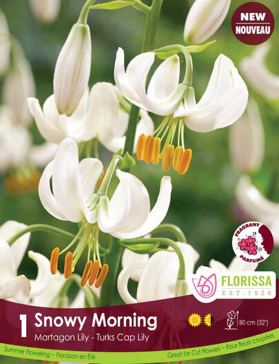 Lily Martagon - Snowy Morning, 1 Pack