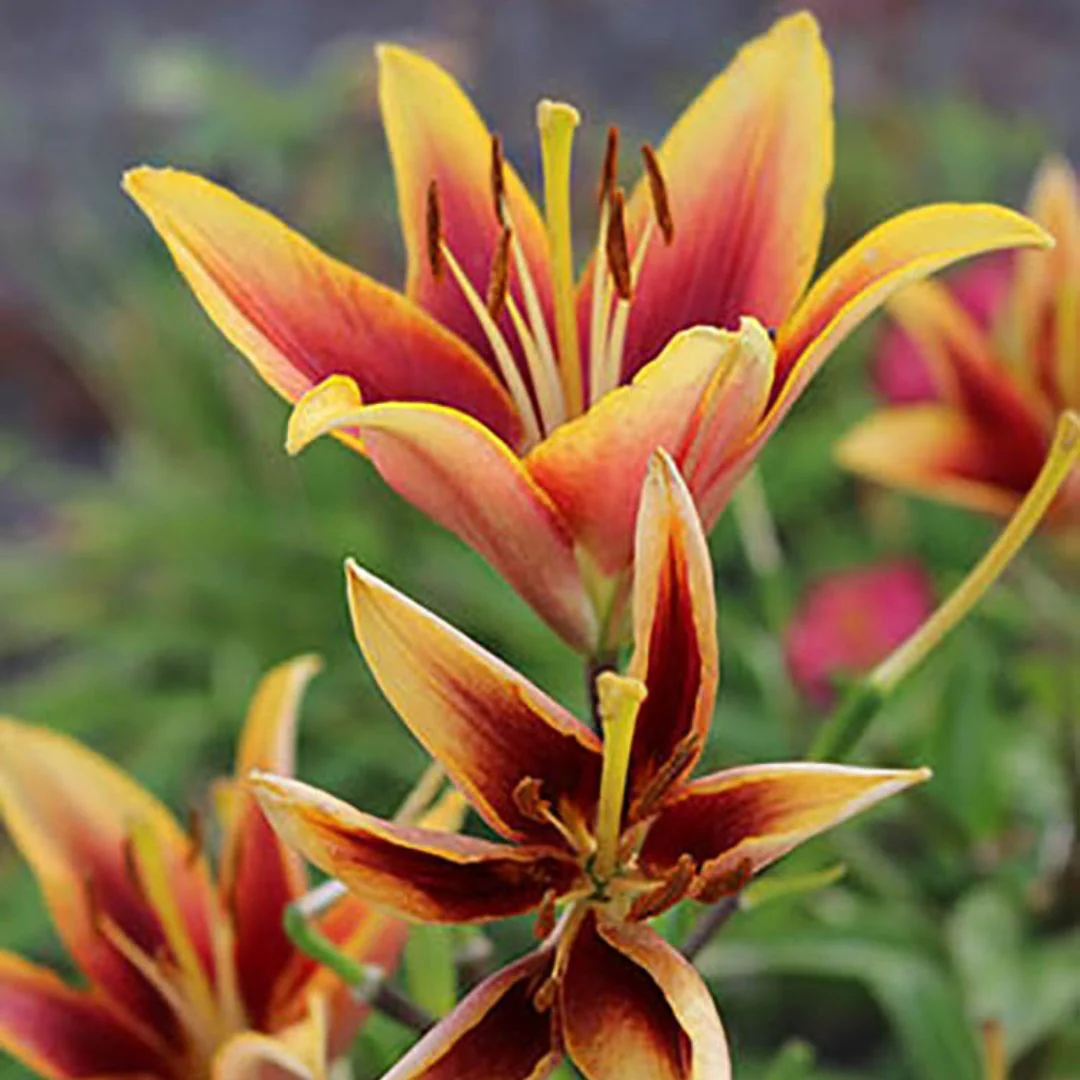 Lily, Novelty - Kaveri - Image 3