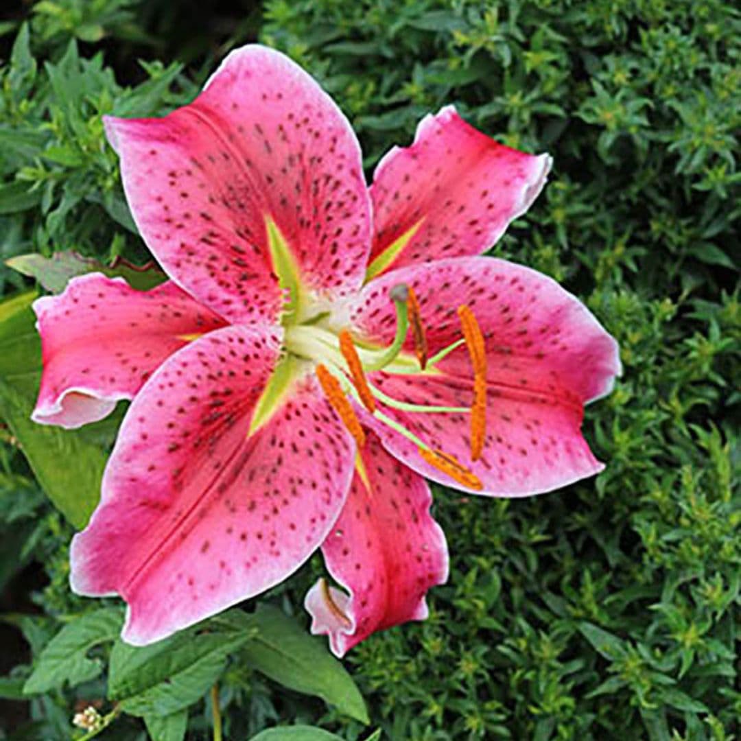Lily, Oriental - Stargazer - BONUS 5 Pack - Image 3