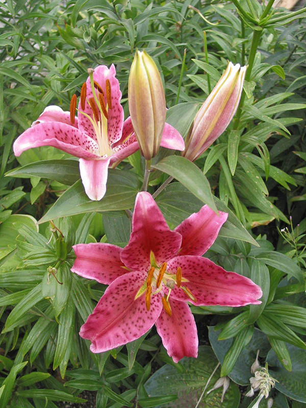 Lily, Oriental - Stargazer - BONUS 5 Pack - Image 4