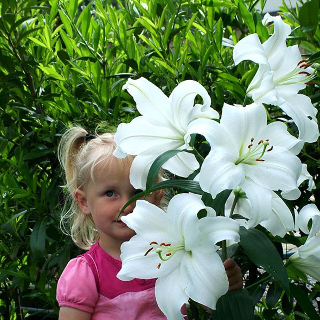 Lily, Oriental - Casablanca - Image 2