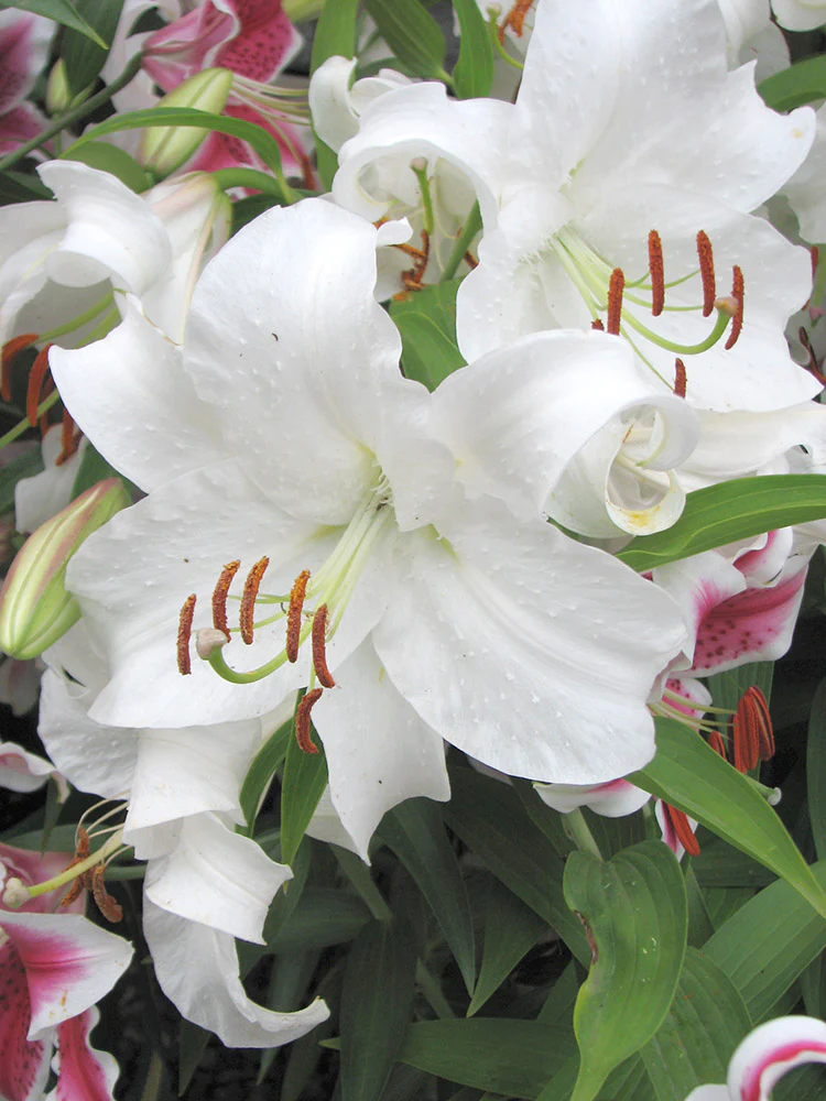 Lily, Oriental - Casablanca - Image 3