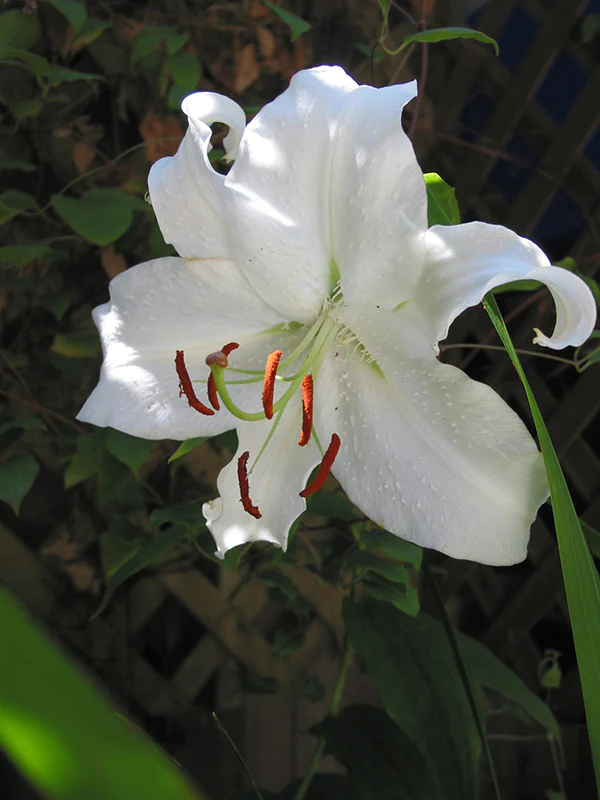 Lily, Oriental - Casablanca - Image 4