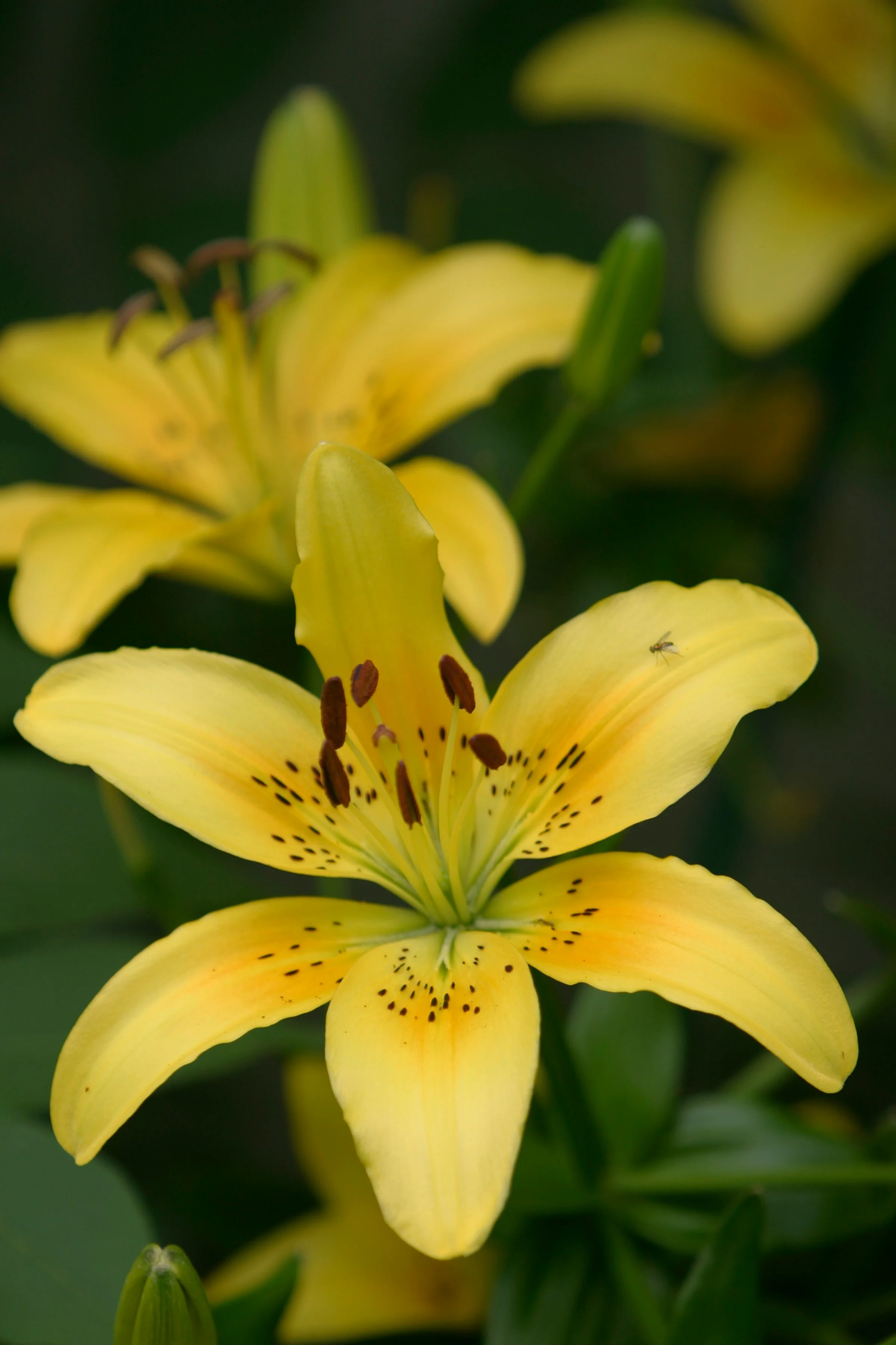 Lily, Oriental - Gold Fever - Image 3