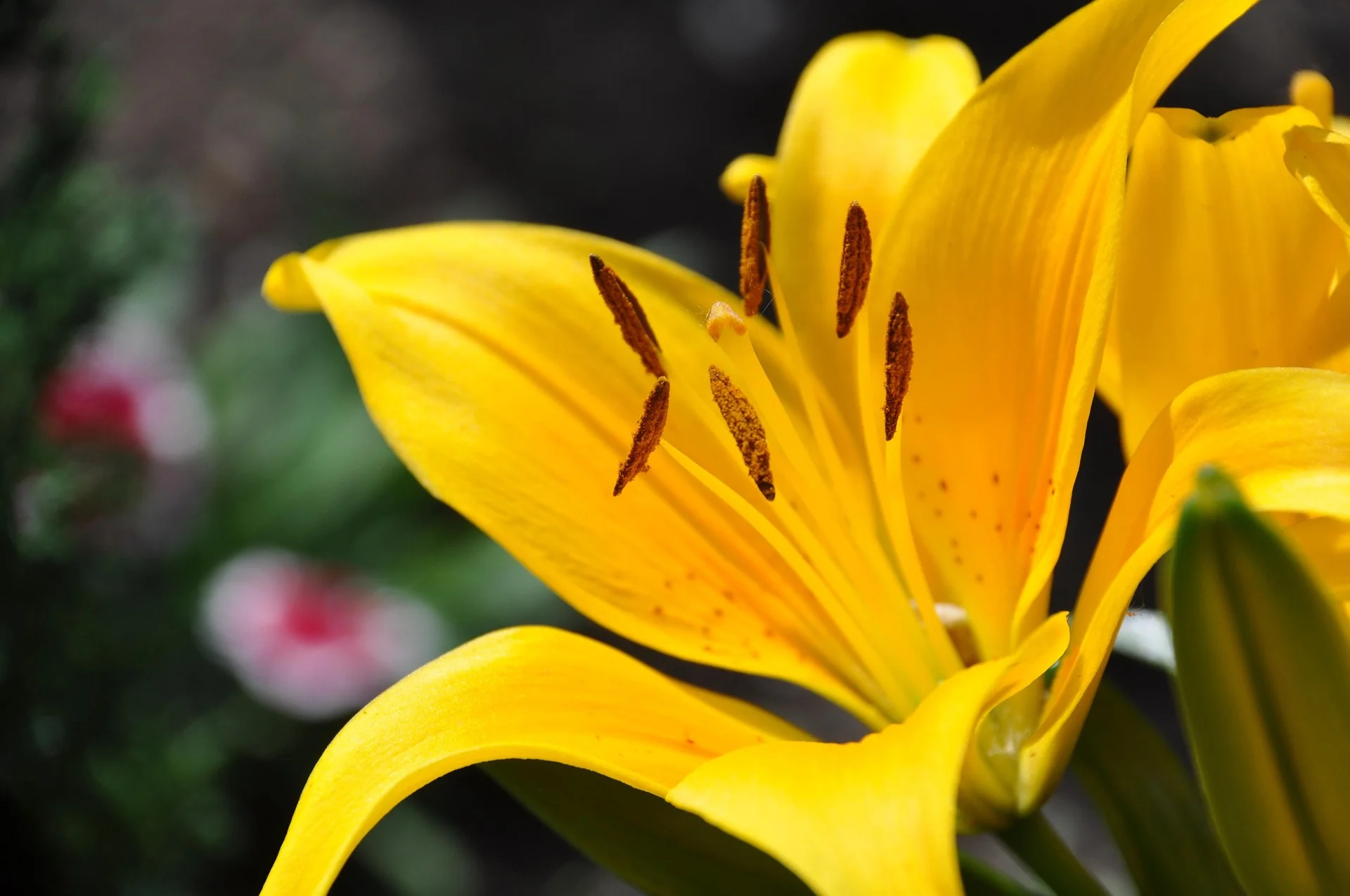 Lily, Oriental - Gold Fever - Image 4