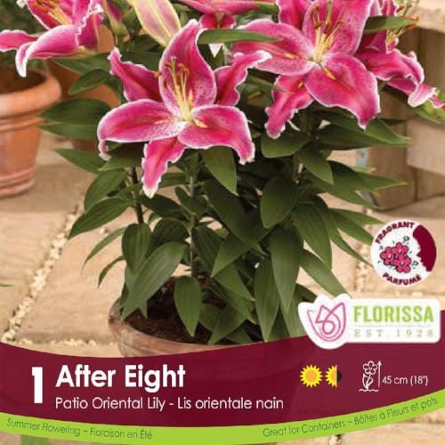 Lily, Patio Oriental - After Eight