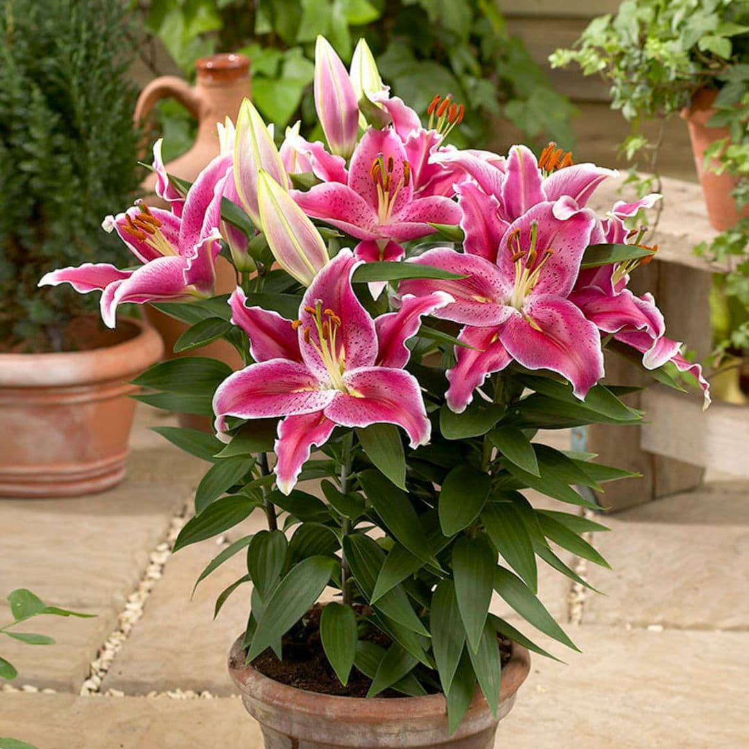 Lily, Patio Oriental - After Eight - Image 2