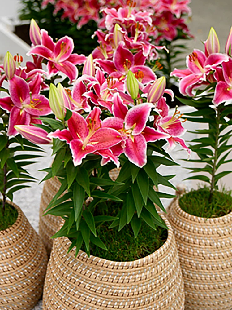 Lily, Patio Oriental - After Eight - Image 3
