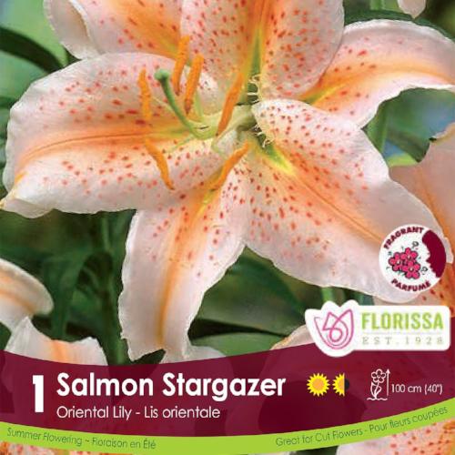 Lily, Oriental - Salmon Stargazer