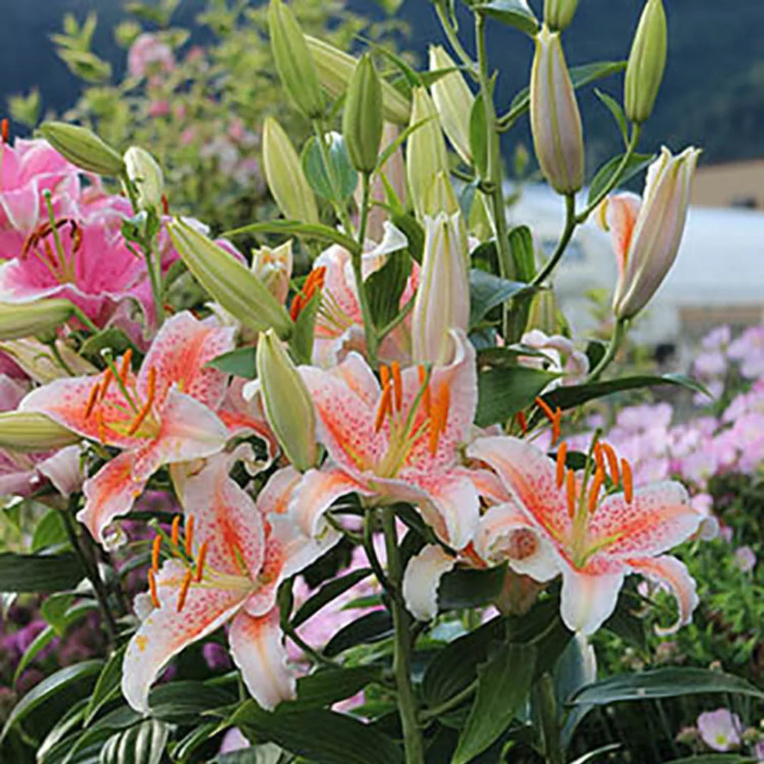 Lily, Oriental - Salmon Stargazer - Image 2