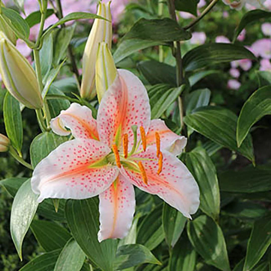 Lily, Oriental - Salmon Stargazer - Image 3