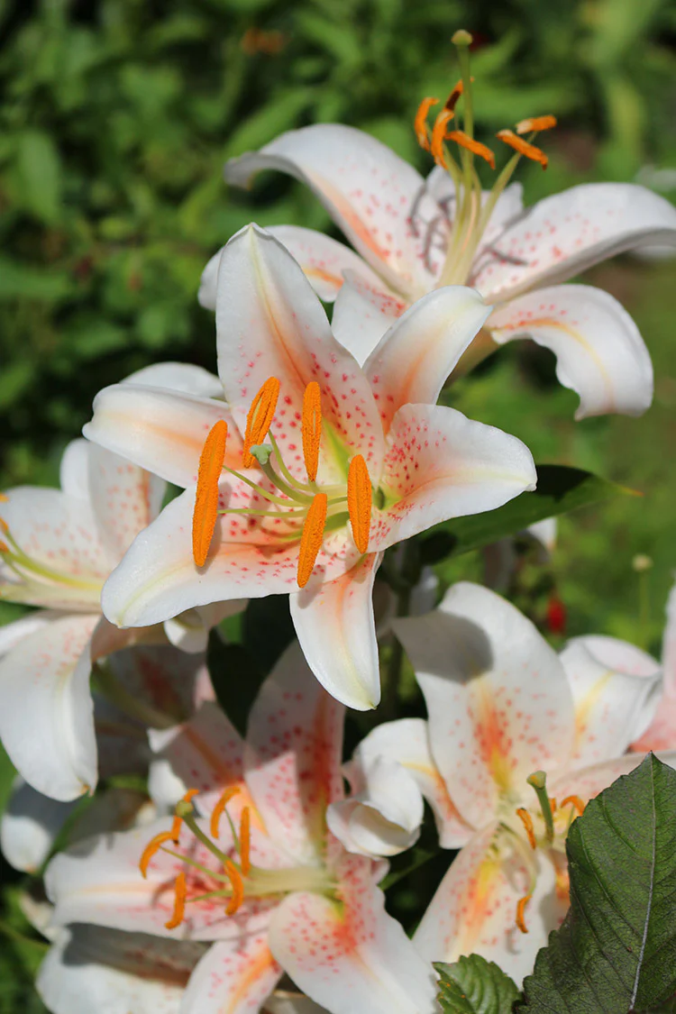 Lily, Oriental - Salmon Stargazer - Image 4