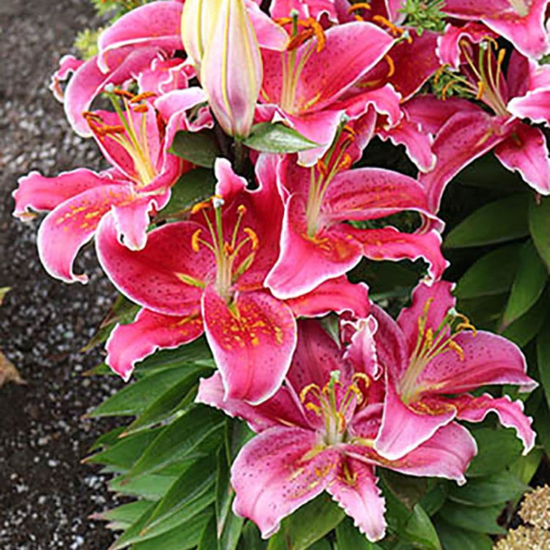 Lily, Oriental - Stargazer - Image 2