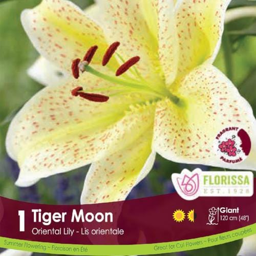 Lily, Oriental - Tiger Moon