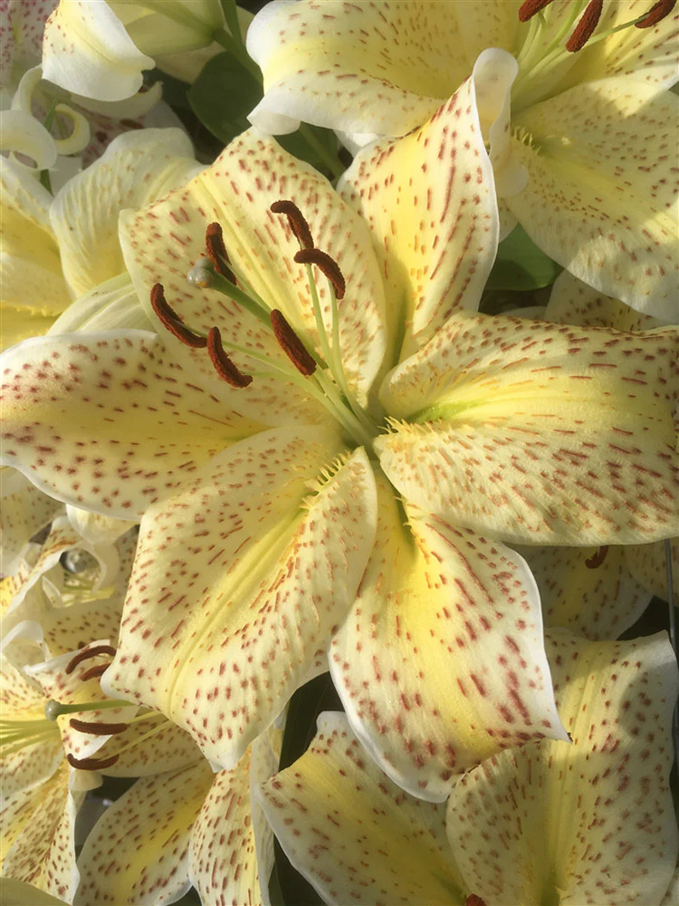 Lily, Oriental - Tiger Moon - Image 2
