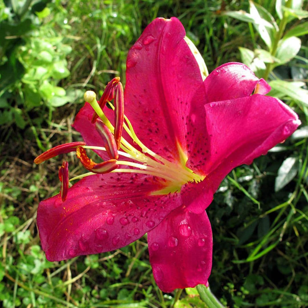 Lily, Oriental x Trumpet - Touchstone - Image 2