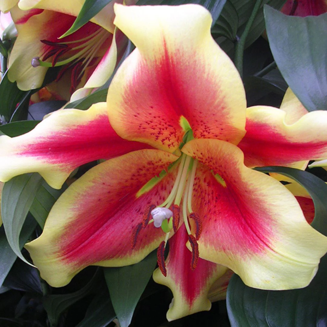 Lily, Oriental x Trumpet - African Lady - Image 2