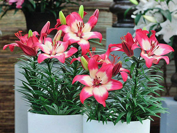 Lily, Patio Asiatic - Tiny Diamond, 3 Pack - Image 3
