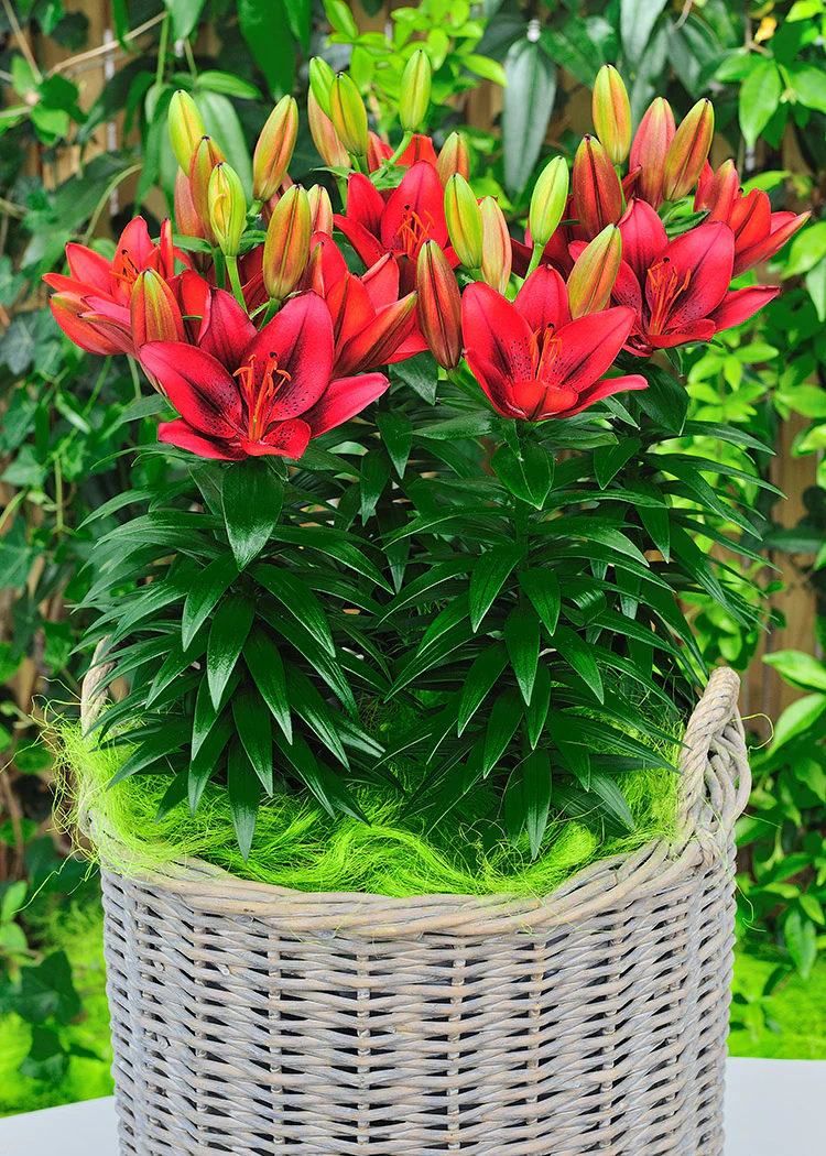 Lily, Patio Asiatic - Tiny Rocket, 3 Pack - Image 3