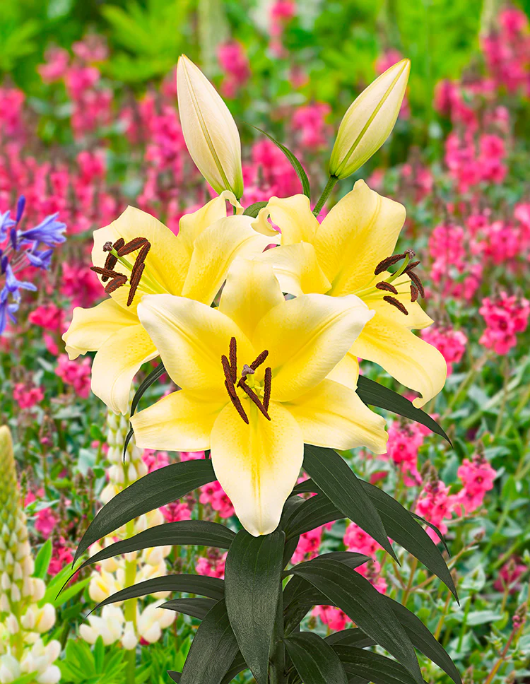 Lily, Patio Oriental - Sunny Bliss - Image 2