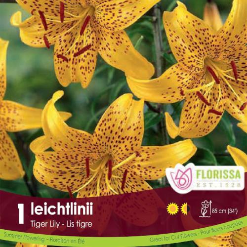 Lily, Tiger - Ieichtlinii