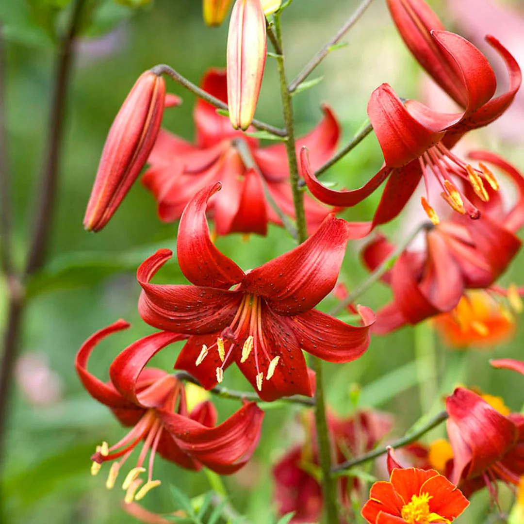 Lily, Tiger - Red Velvet - Image 2