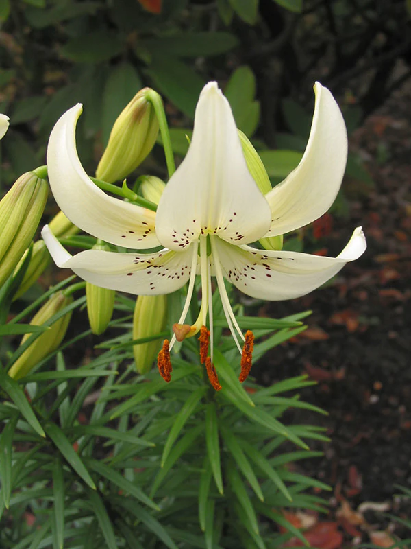 Lily, Tiger - Sweet Surrender - Image 2