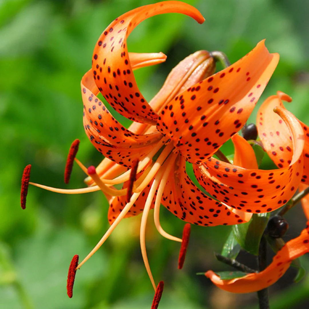 Lily, Tiger - Tigrinum Splendens - Image 2