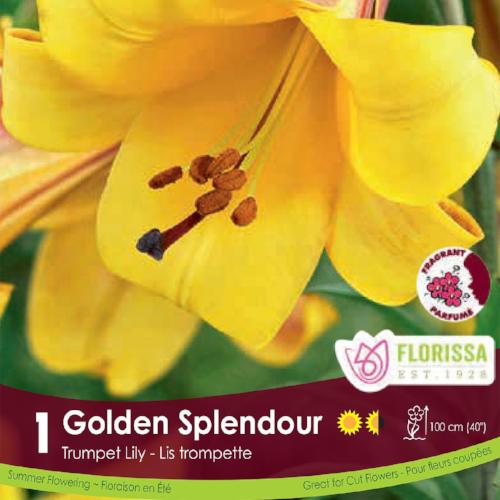 Lily, Trumpet - Golden Splendour
