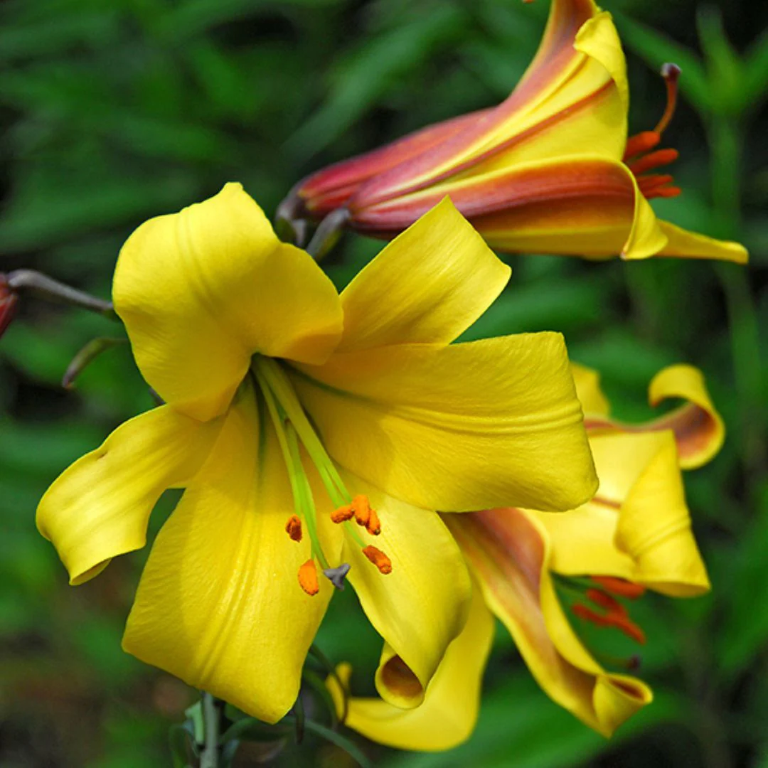 Lily, Trumpet - Golden Splendour - Image 2