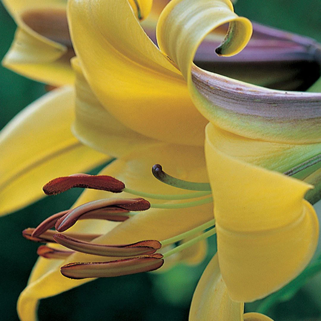 Lily, Trumpet - Golden Splendour - Image 3