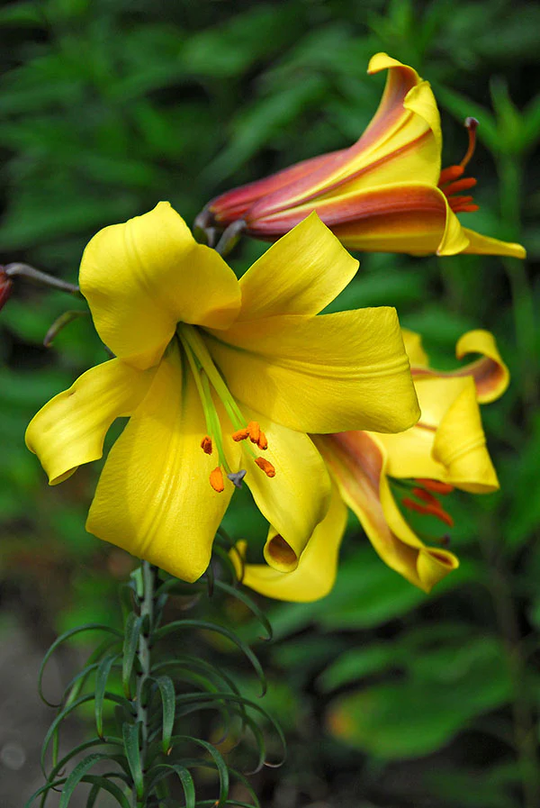 Lily, Trumpet - Golden Splendour - Image 4