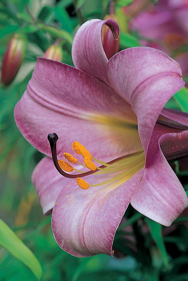 Lily, Trumpet - Pink Perfection - Image 2