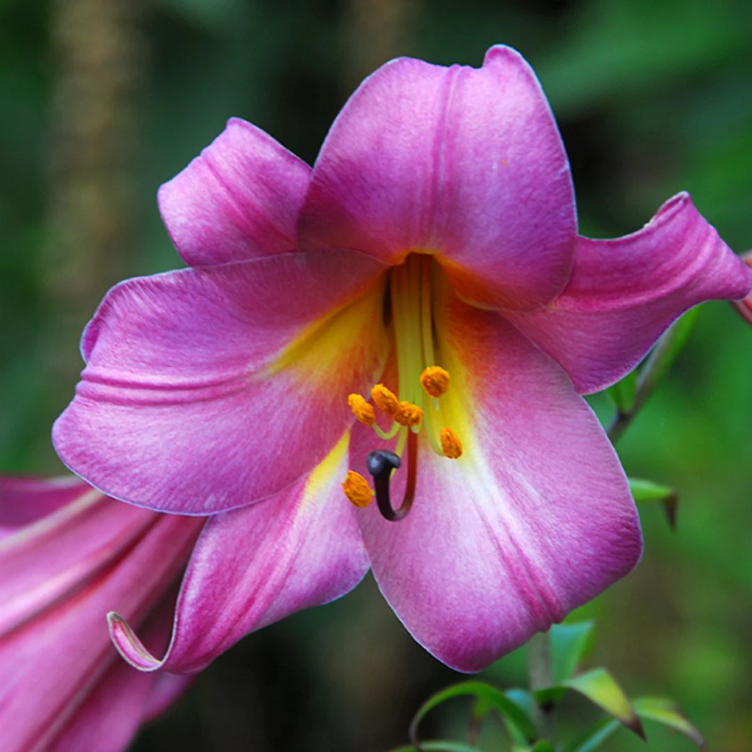 Lily, Trumpet - Pink Perfection - Image 3