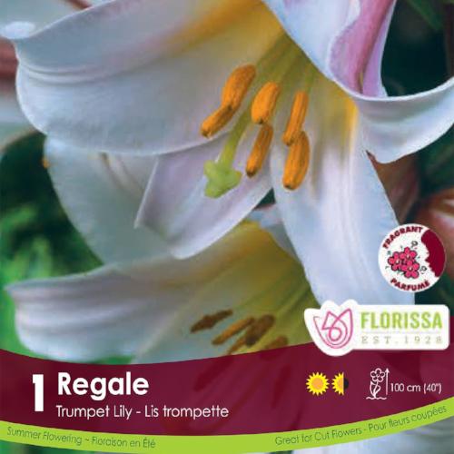 Lily, Trumpet - Regale