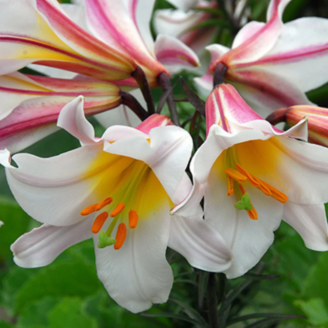 Lily, Trumpet - Regale - Image 2