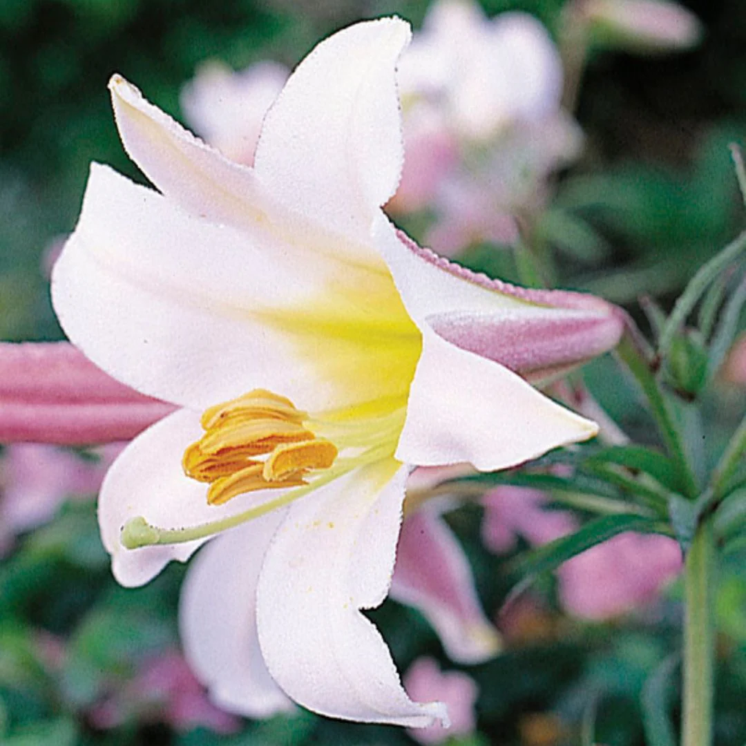Lily, Trumpet - Regale - Image 3