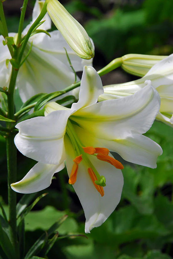 Lily, Trumpet - Regale - Image 4