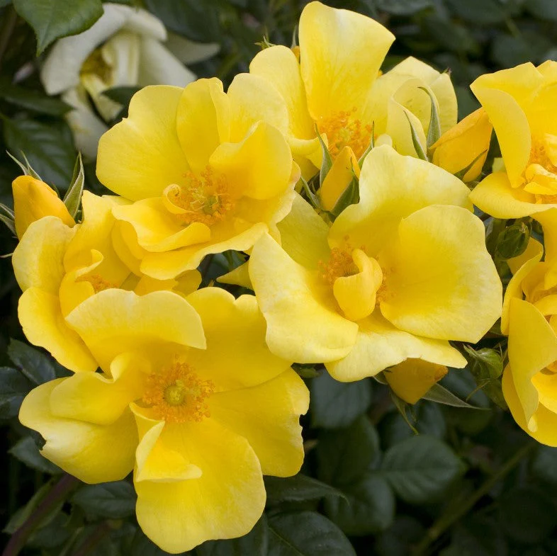 Limoncello - Star Roses and Plants