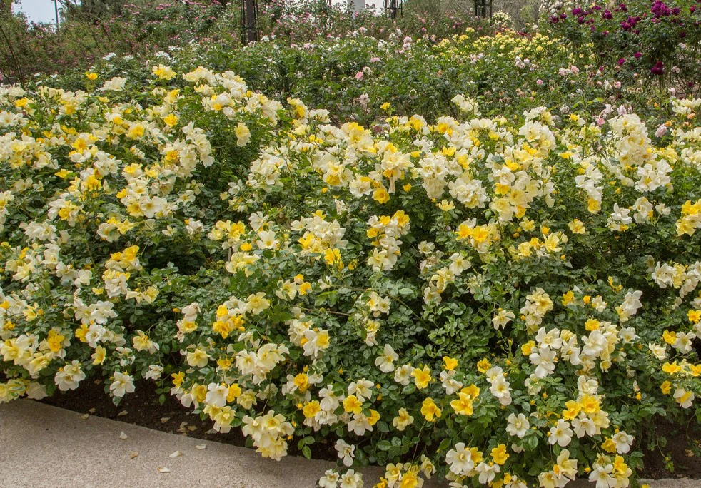 Limoncello - Star Roses and Plants - Image 2