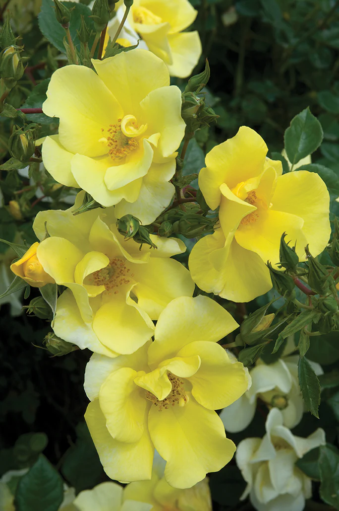 Limoncello - Star Roses and Plants - Image 3