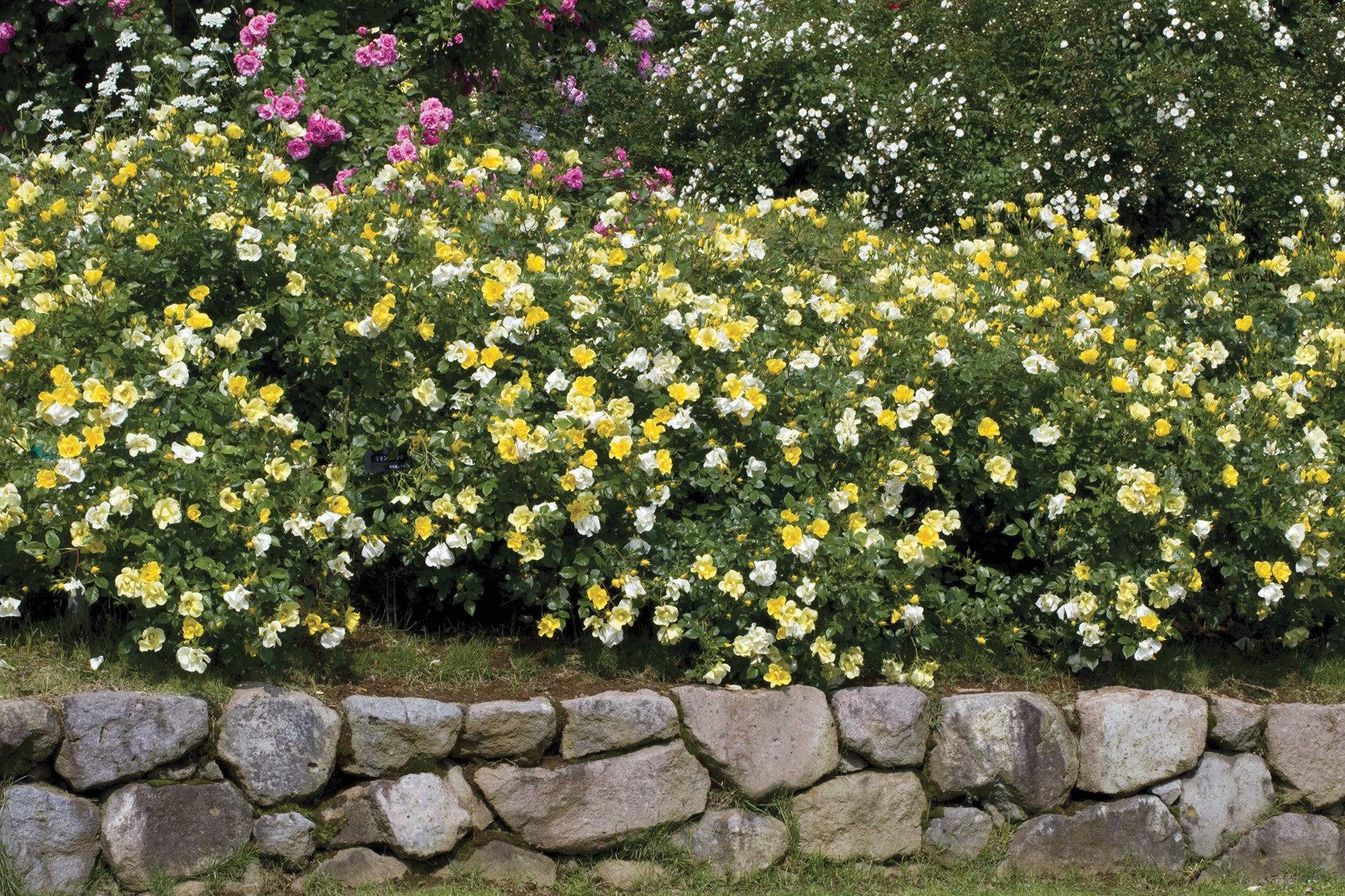 Limoncello - Star Roses and Plants - Image 4