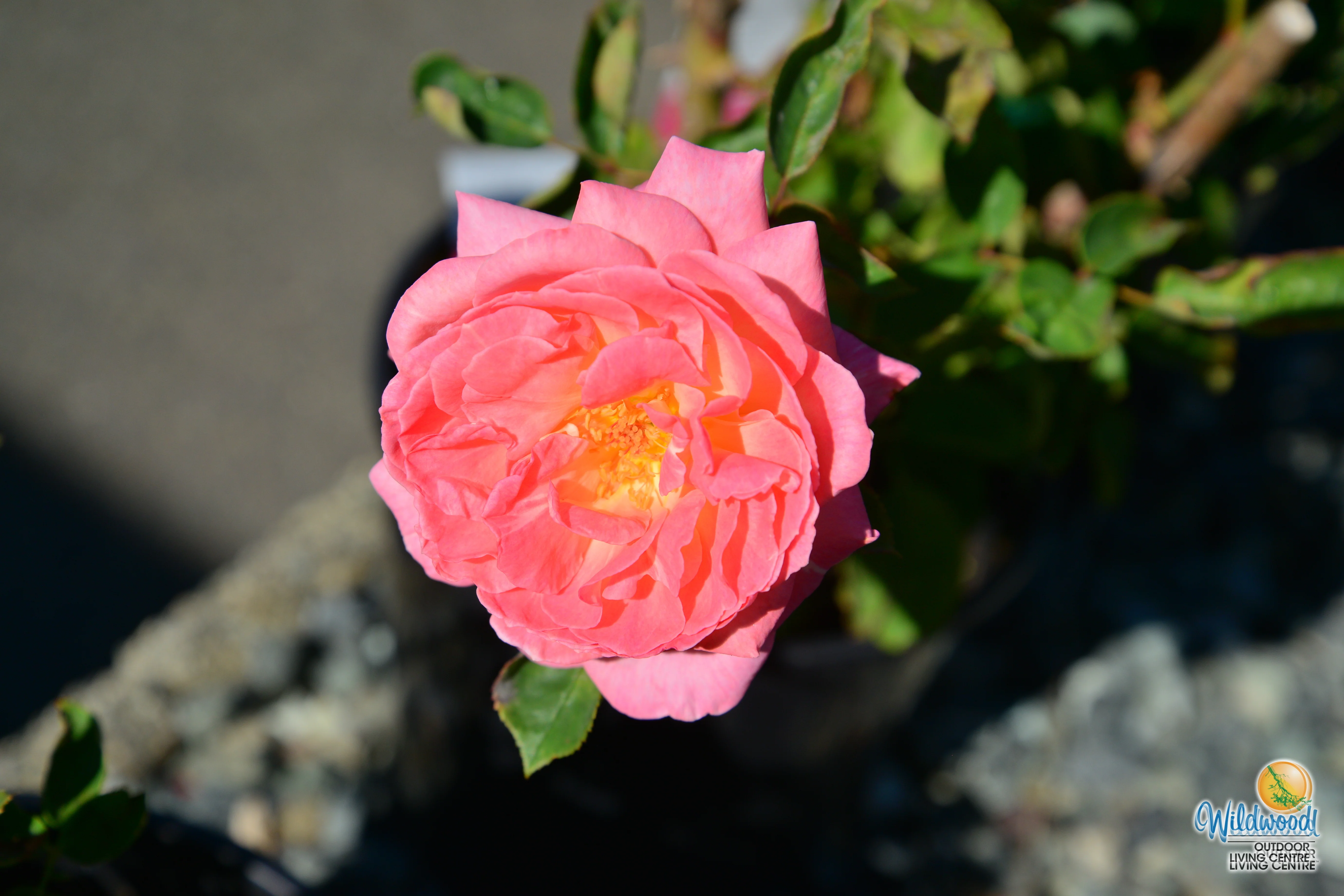Liv Tyler™ - Star Roses and Plants - Image 10