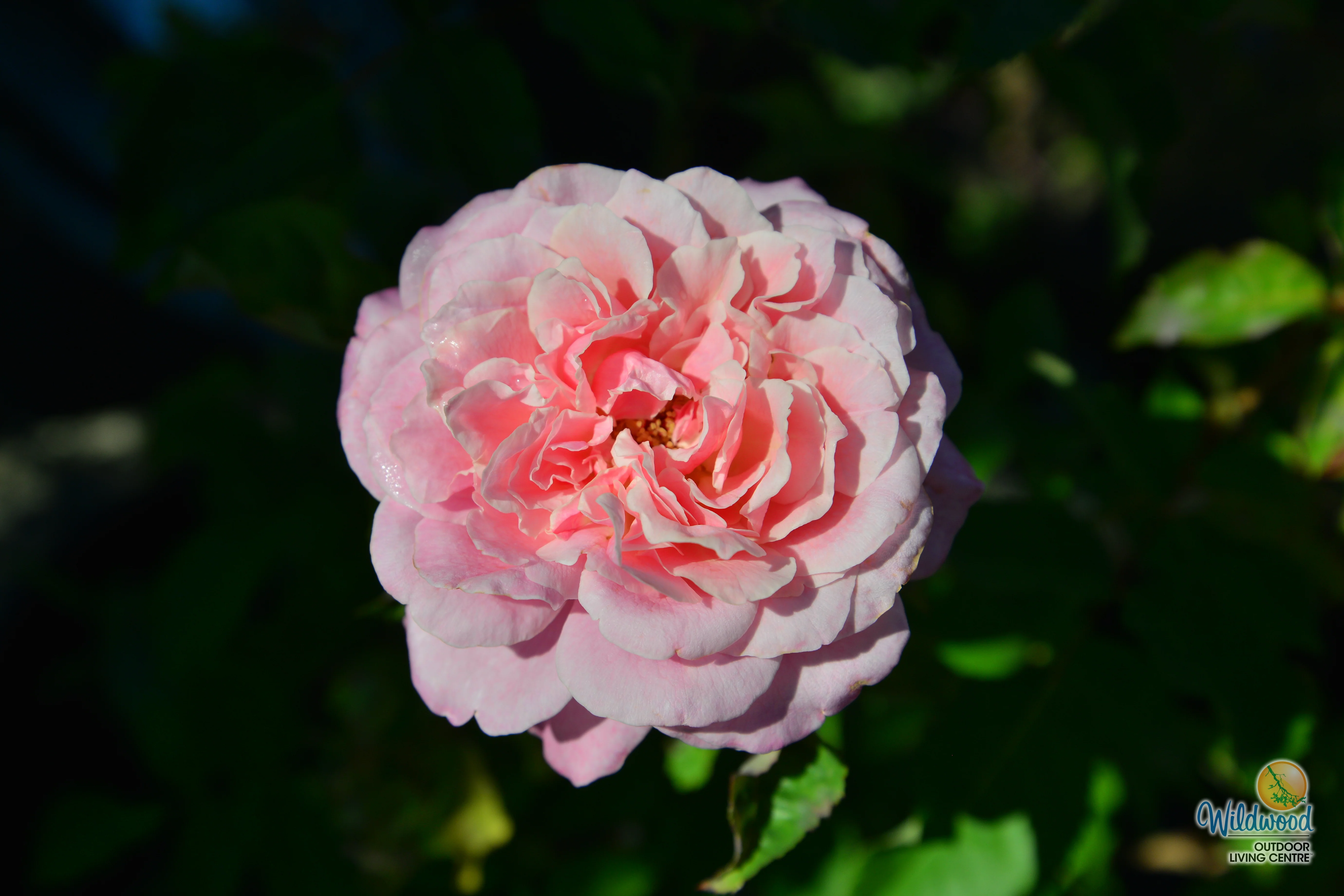 Liv Tyler™ - Star Roses and Plants - Image 11