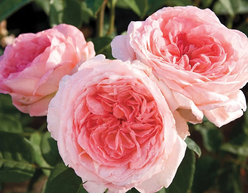 Liv Tyler™ - Star Roses and Plants - Image 2