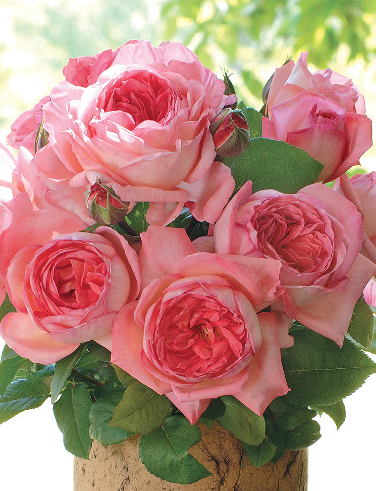 Liv Tyler™ - Star Roses and Plants - Image 3
