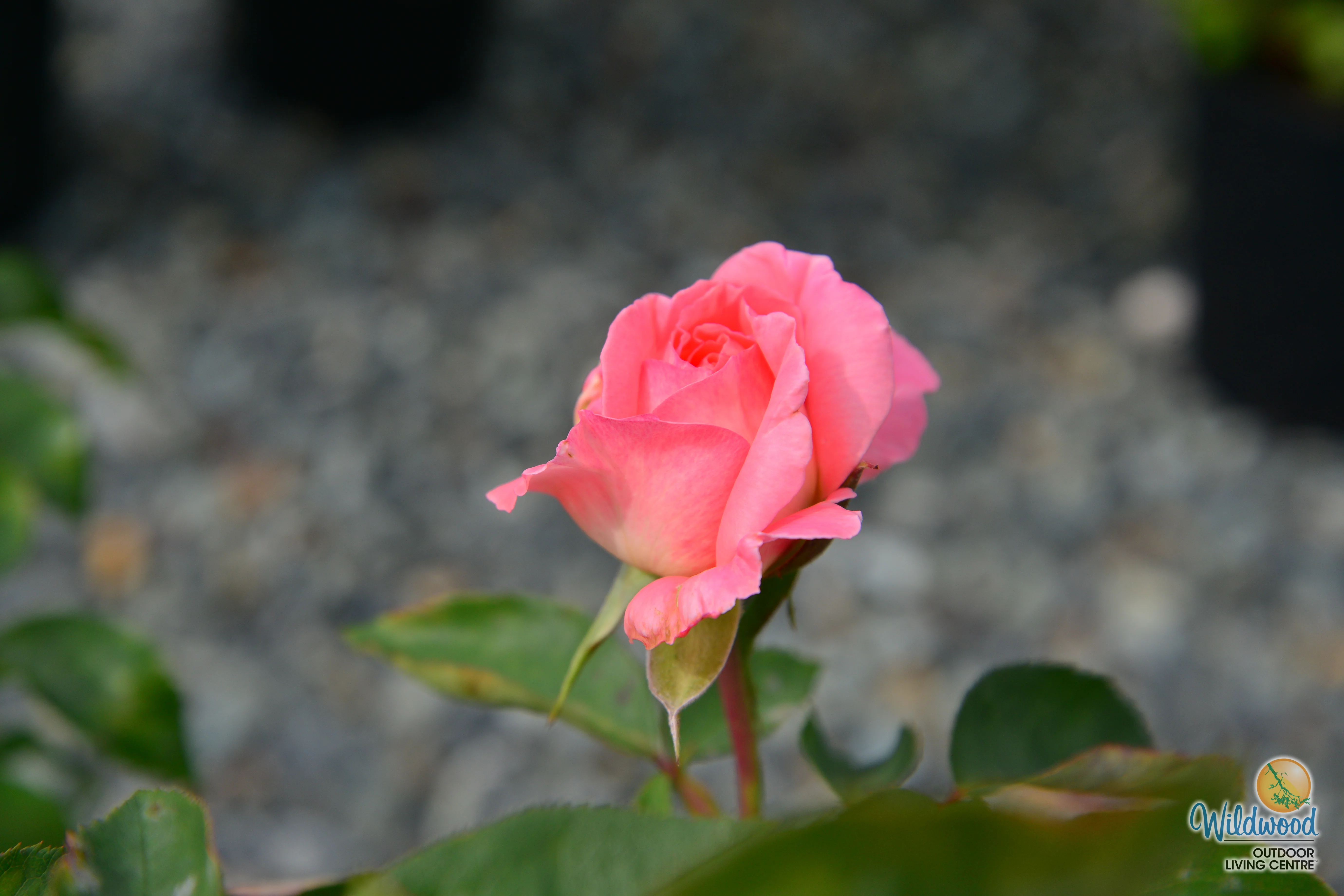 Liv Tyler™ - Star Roses and Plants - Image 4