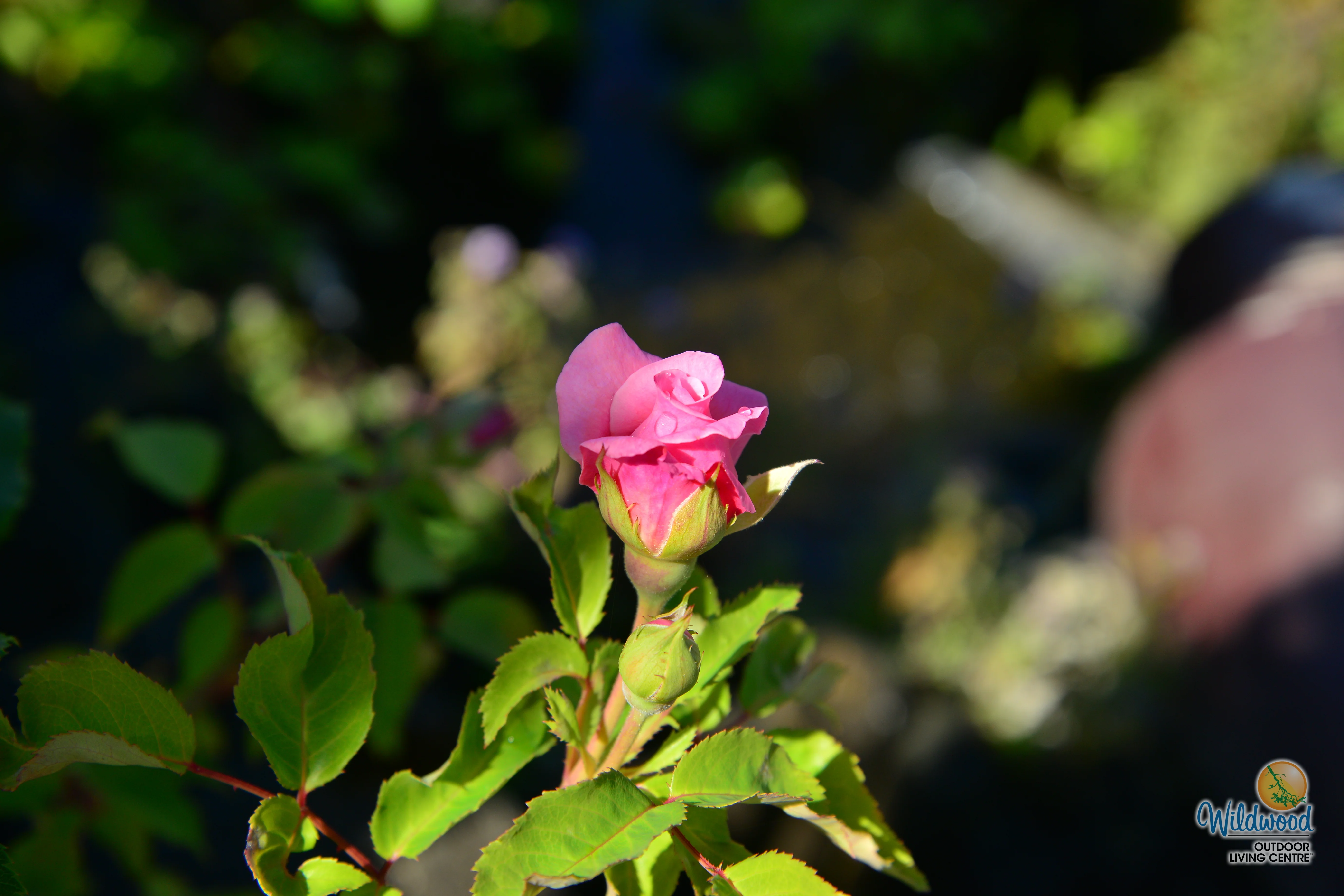 Liv Tyler™ - Star Roses and Plants - Image 9